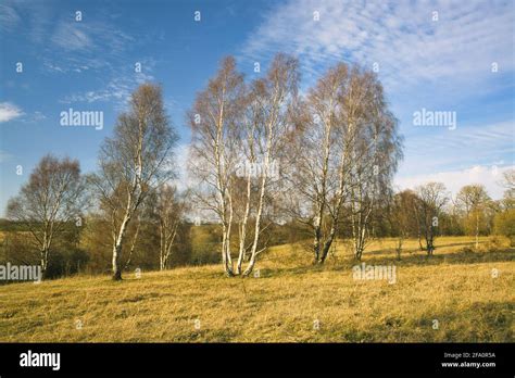 Birch trees garden uk hi-res stock photography and images - Alamy