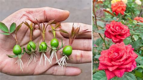 Comment cultiver des roses à partir du calice d un rosier