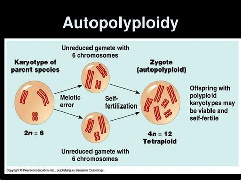 Ppt Polyploidy Powerpoint Presentation Free Download Id7047323