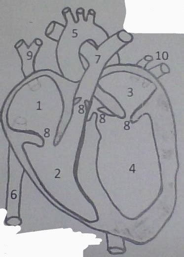 Circulatory System Diagram Biology 7th Grade 2022 2023 Diagram Quizlet