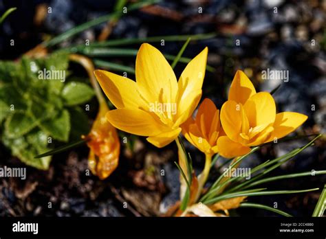 Crocus Flavus And Species Hi Res Stock Photography And Images Alamy