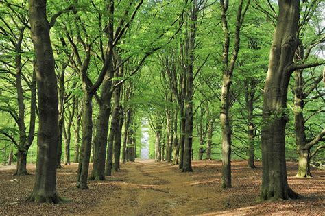 Wandelroute Leersumse Veld Op De Utrechtse Heuvelrug Artofit