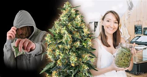 Pros Y Contras De La Legalización De La Marihuana Sensi Seeds