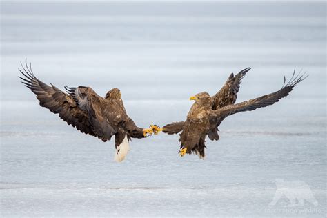 Wild Hokkaido - Fascination Wildlife