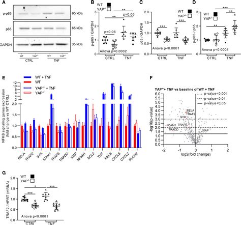 Frontiers YAP Transcriptional Activity Dictates Cell Response To TNF