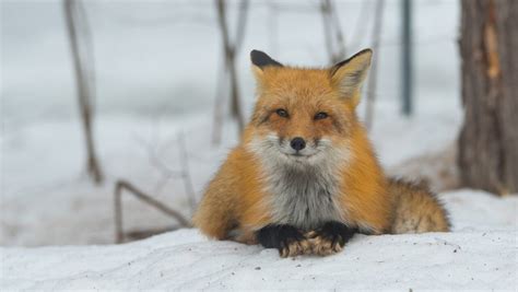 15 Fun Fox Facts to Fuel Your Fascination