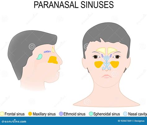 Seno Paranasale E Cavit Nasale Illustrazione Vettoriale