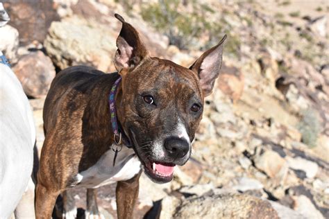 Liz Baldridge Photography - Dogs in the Desert