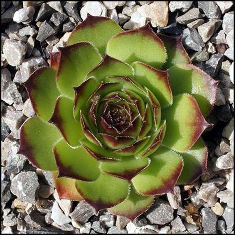 Brand New Style Sempervivum Succulents Hens And Chicks