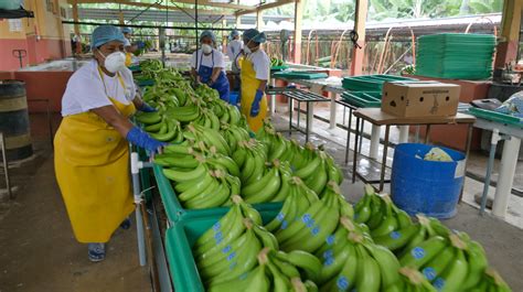 Exportaciones De Banano Caen Por Lenta Recuperaci N Econ Mica