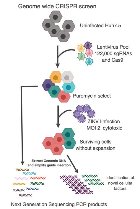 Crispr Genome Wide Screens And Viral Replication Faculty Of Sciences