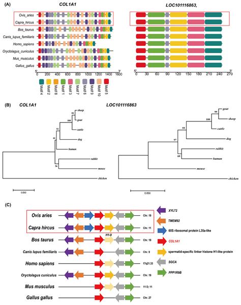 Transcriptome Analysis Reveals Genes Associated With Wool Fineness In