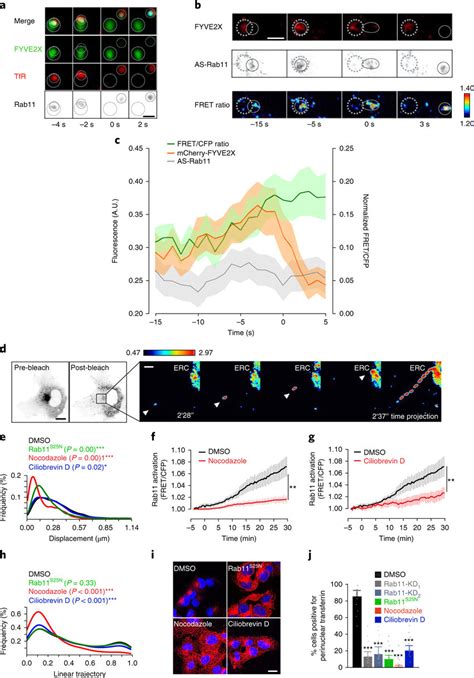 Rab11 Activation Kinetics On PtdIns 3 P Positive Endosomes A