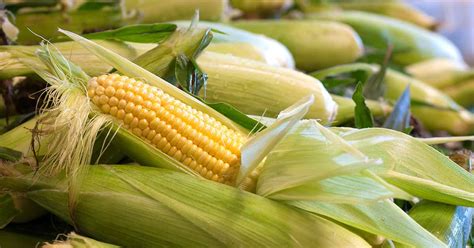 How To Plant And Grow Sweet Corn At Home Gardeners Path