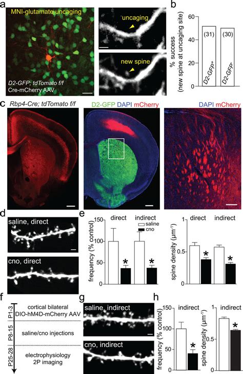 Corticostriatal Activity Drives Synaptogenesis In Msns A Focal Release