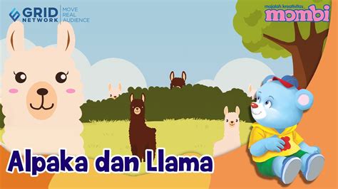 Belajar Dan Mengenal Hewan Alpaka Dan Llama Youtube