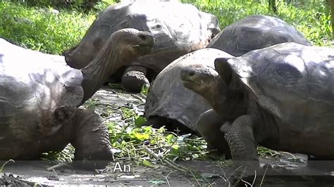 Floreana Island Galapagos Highlights Youtube