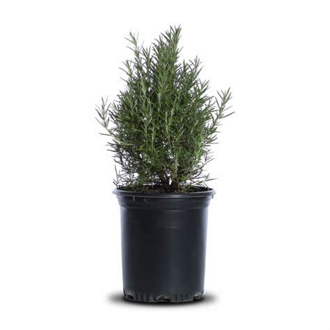 Tuscan Blue Rosemary Landscape Plant Source Landscape Plant Source