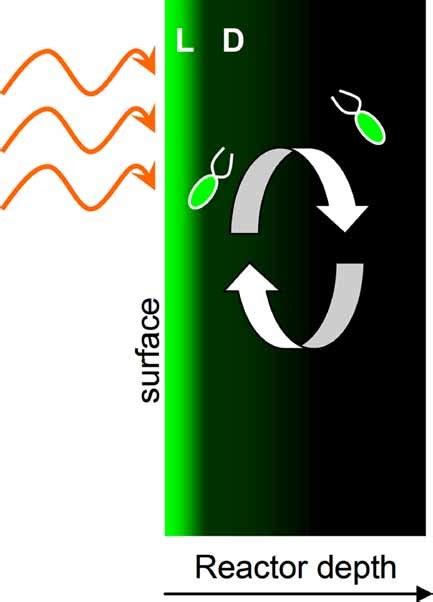 Photosynthetic Efficiency Of Chlamydomonas Reinhardtii In Attenuated