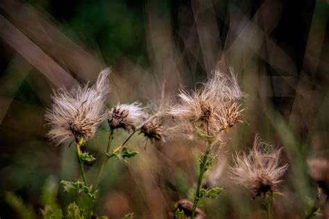 Wildflowers Flowers Free Photo On Pixabay Pixabay