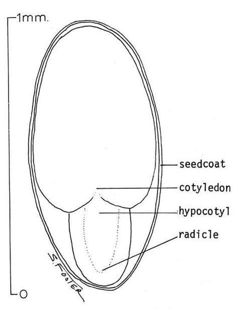 plumule  radicle whats  difference main difference