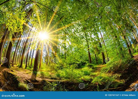 Sunrise In A Forest With Brook Stock Image Image Of Brook Landscape