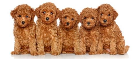 Toy Poodle Weight Chart | Size & Growth Chart