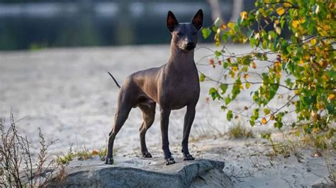 Perros SIN PELO 7 Razas De Perro Sin Casi Pelo En El Cuerpo