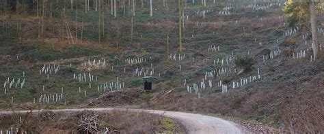 Jungpflanzen Im Wald Forstbetrieb K Lliken Safenwil