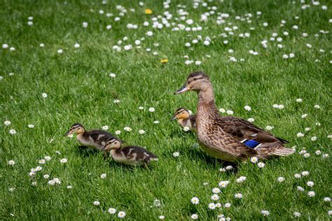 Mallard Chicks Bird Free Stock Photo Public Domain Pictures