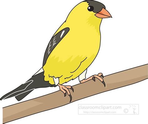 Bird Clipart American Goldfinch Clipart