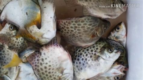 Ikan Ikan Di Jeti Memancing Mat Zen Sungai Pelek Sepang Selangor Malaysia Youtube