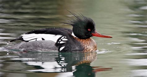 Red Breasted Merganser Identification All About Birds Cornell Lab Of