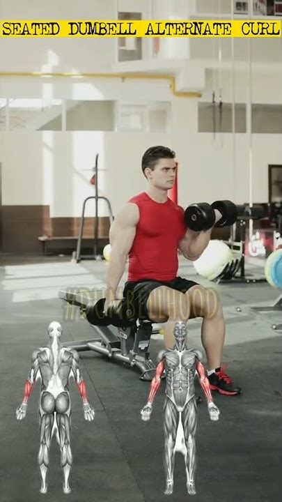 Ön Kol Seated Alternating Dumbbell Curl Nasıl Yapılır How To