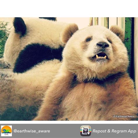 17 Best images about Qinling pandas on Pinterest | Animals, Posts and ...