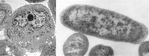 Animal cell and plant cell under microscope information | Kurtik