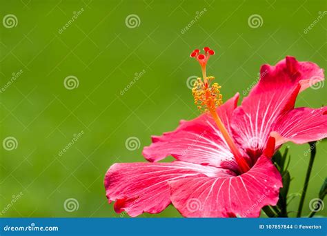 Red Hibiscus Tropical Flower Genus “hibiscus` Macro Close Up Photo