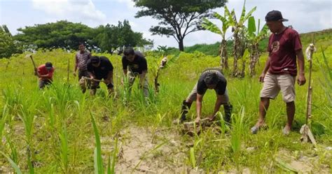 Cegah Longsor Warga Tambahrejo Blora Tanam Ratusan Pohon Trembesi