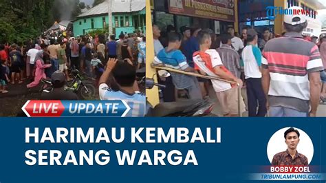 Serangan Harimau Kembali Terjadi Warga Lampung Barat Bakar Kantor