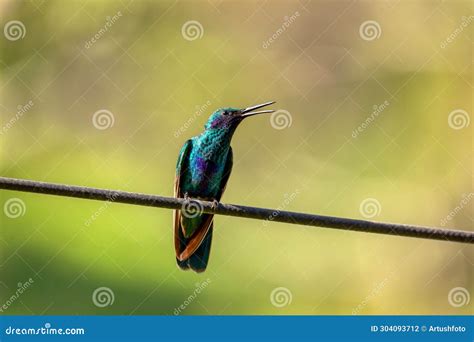 Sparkling Violetear Colibri Coruscans Hummingbird Quindio Department