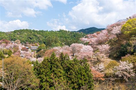 Cherry blossoms in full bloom at Mount Yoshino, Yoshino-Kumano National ...