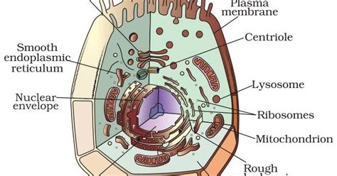 Plant Cell And Animal Cell Diagram With Label Class 9 Gallery Dedemax