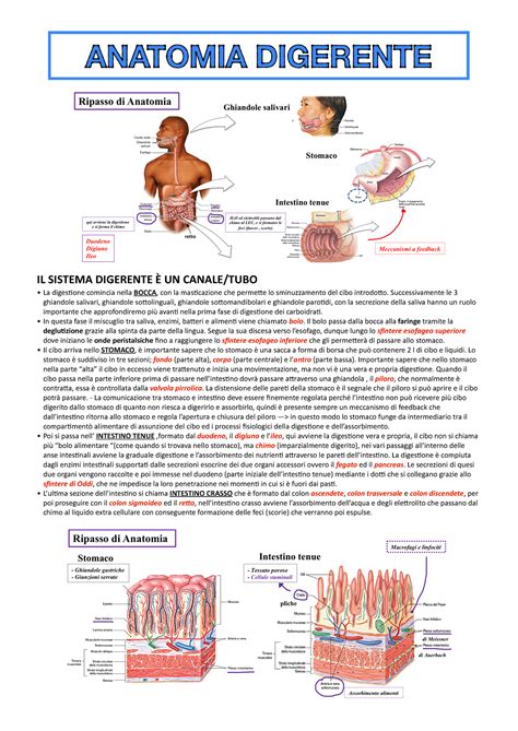 Fisiologia Apparato Digerente Il Sistema Digerente Un Canale