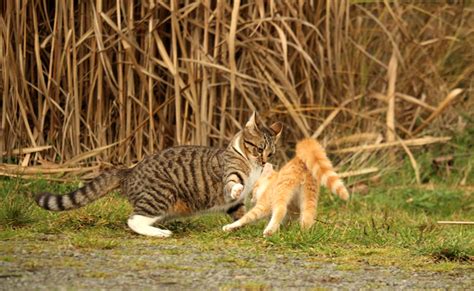 Chat Perdu Peut Il Retrouver Sa Maison Ventana Blog