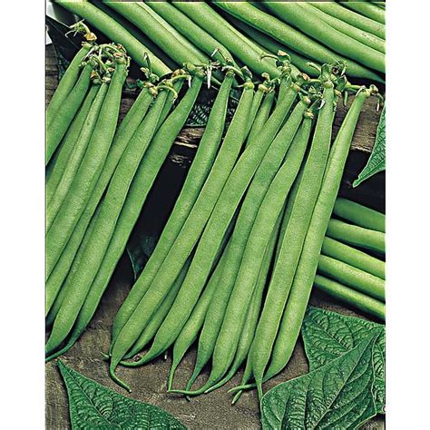 Haricot Nain Filet Mangetout Facila Graines Baumaux