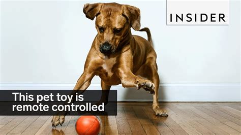 Remote Control Squirrel Toy | Wow Blog