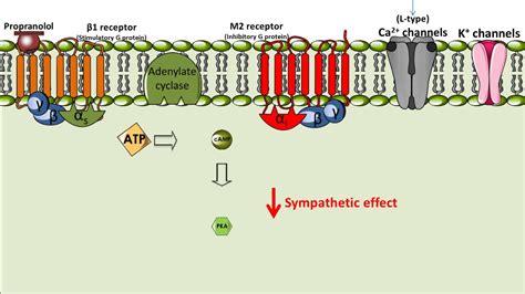 Propranolol - Mechanism of Action - YouTube