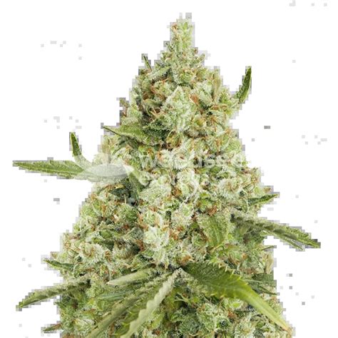 Super Lemon Haze Feminized Seeds WeedSeedsExpress