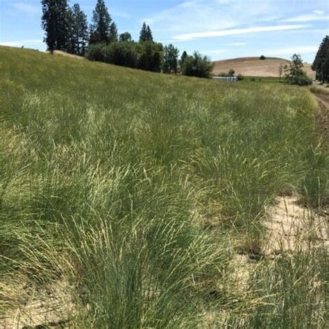 Bluebunch Wheatgrass - Pseudoroegneria spicata - Great Basin