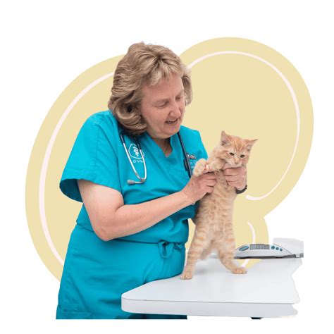 Cat Vet Hospital In Rocklin, CA | Cats Only Vet Hospital
